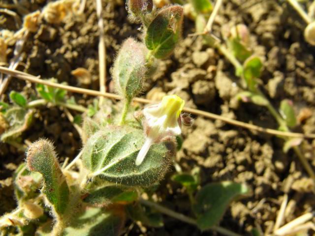 Kickxia spuria subsp. integrifolia